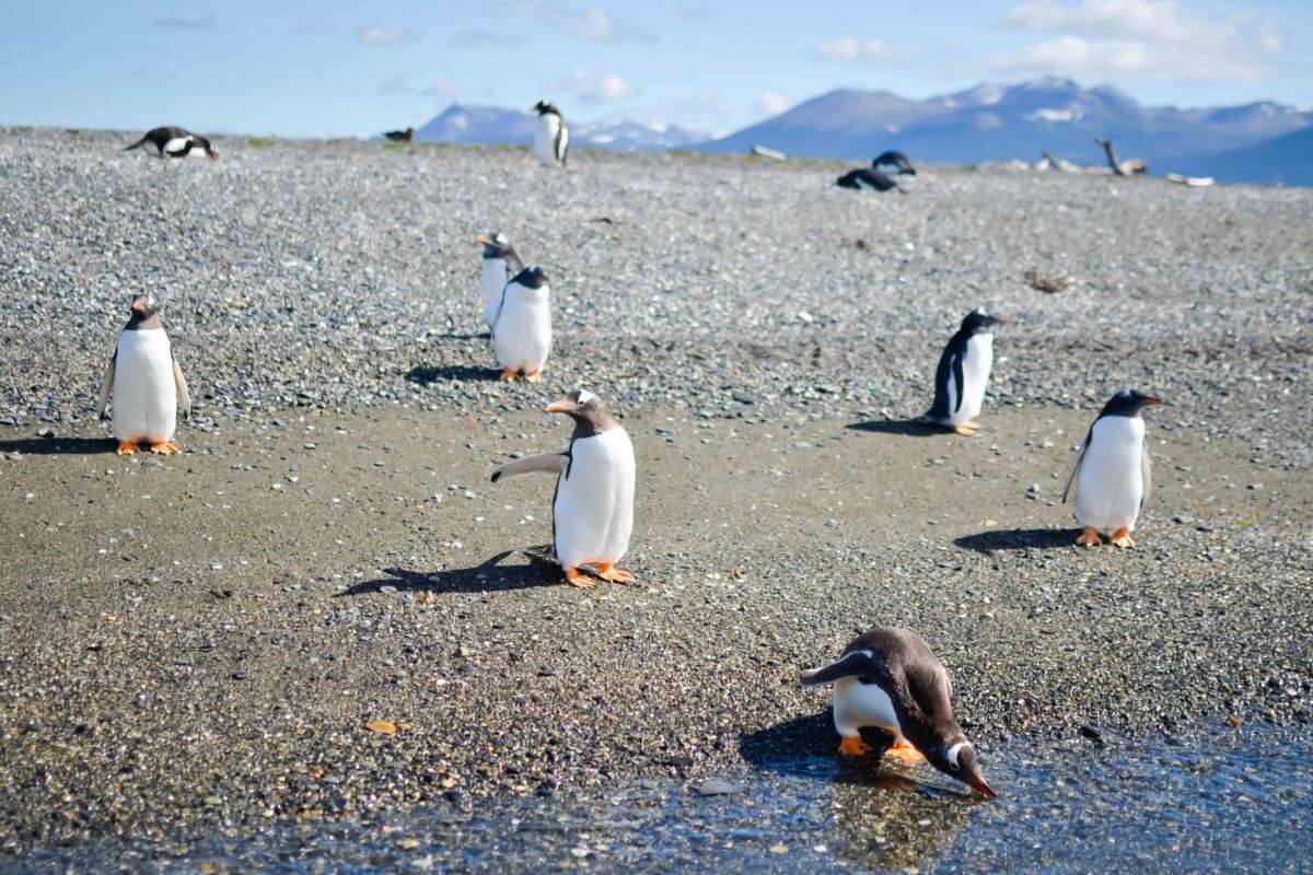 Navigate to ushuaia penguin colony